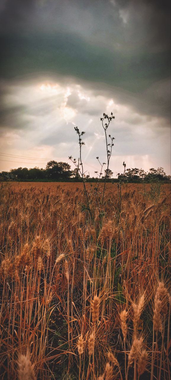 a field of tall grass with a cloudy sky above